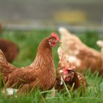 brown hen on green grass during daytime