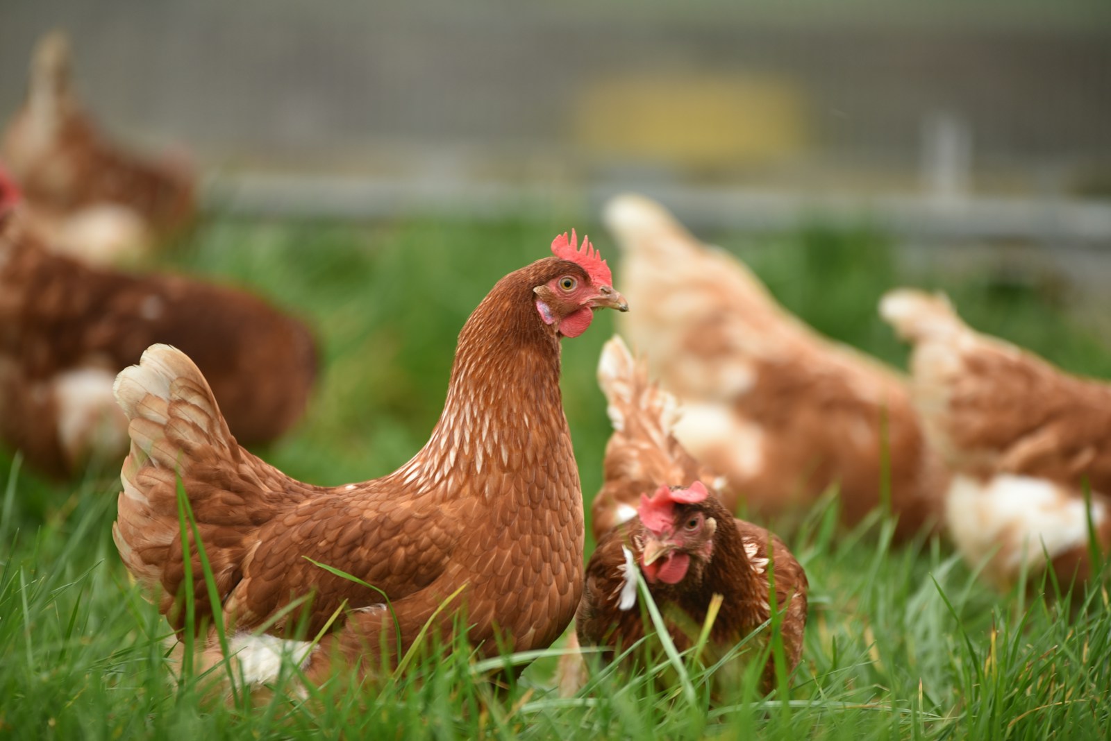 Tackling the Problem of Avian Influenza in Nigeria: LIFA Perspective